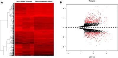 Identification and Validation of Potential Candidate Genes of Colorectal Cancer in Response to Fusobacterium nucleatum Infection